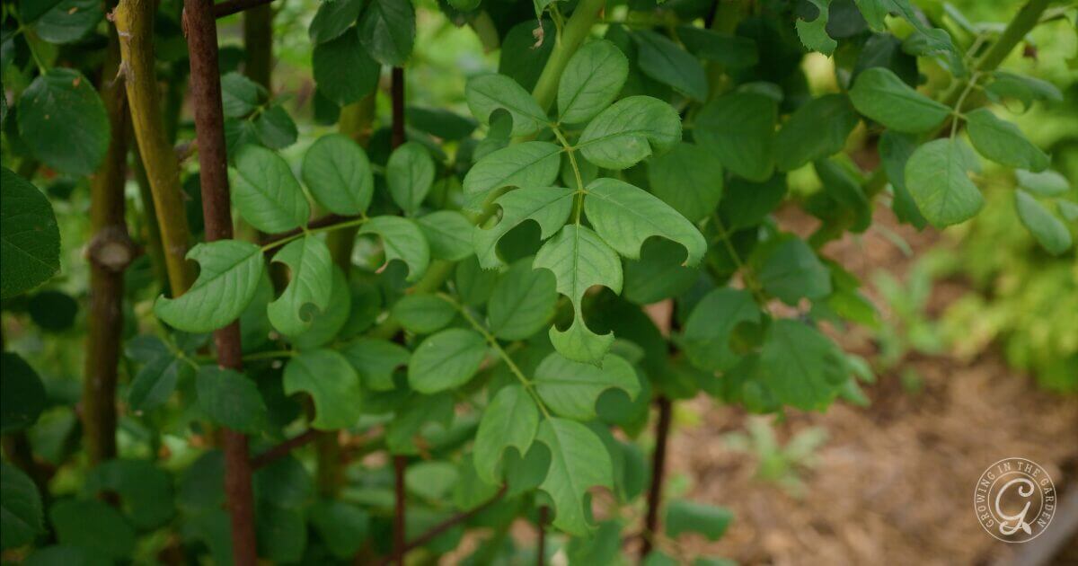 You may see circles cut out from leaves on roses, pomegranates, and other plants. Leaf-cutter bees are responsible and use the leaves to build their nests. It’s cosmetic damage only and nothing to worry about. These solitary bees are excellent pollinators.