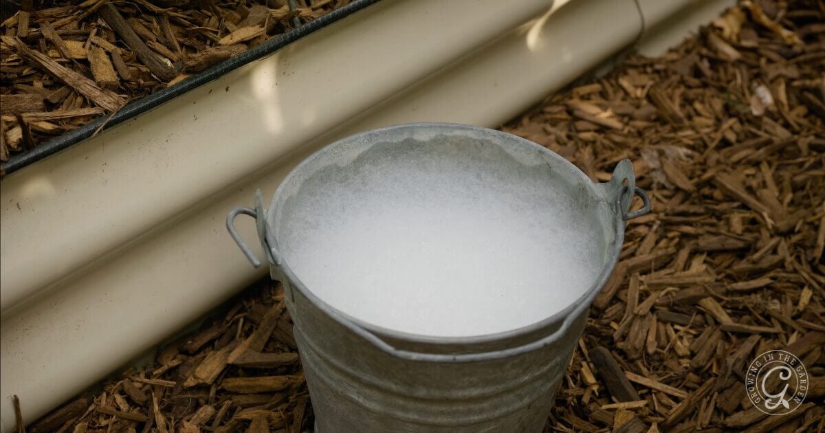 A soapy bucket of water is essential for catching squash bugs and leaf-footed bugs