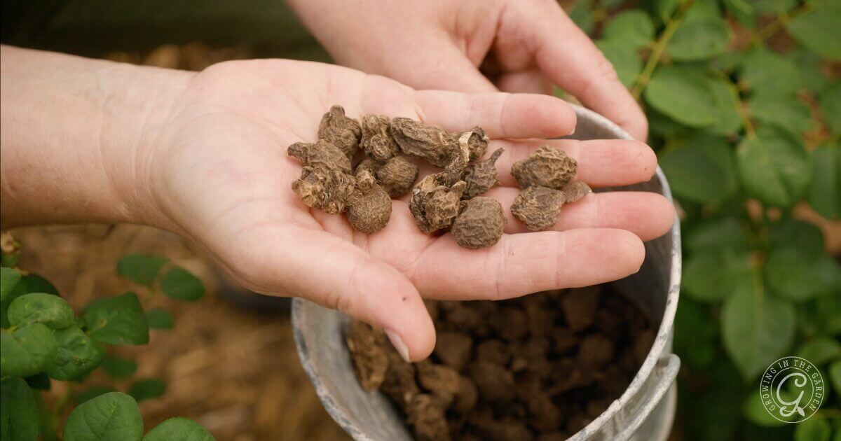 If you haven’t already, order garlic and other fall-planted bulbs like ranunculus and anemone. Also, order prechilled tulip bulbs to plant at Thanksgiving, and Saffron crocus if you want to grow the world’s most expensive spice.