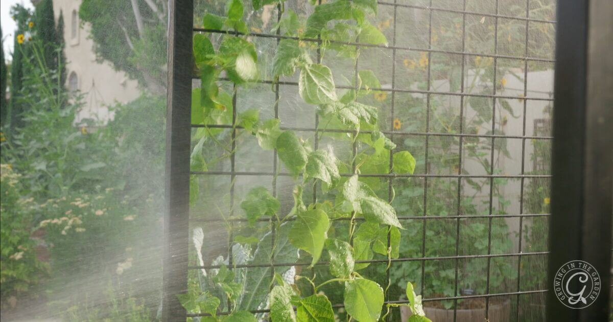 Spider mites are common on beans, especially in hot, dry conditions. Spray the area often with water to discourage them. If you need to treat, a combination of Safer Insect Killing Soap and Monterey Horticultural Oil can be effective. Use at sundown and then rinse the leaves well afterward to prevent burning. Follow package instructions and use sparingly– only on affected areas to prevent harming beneficial insects.