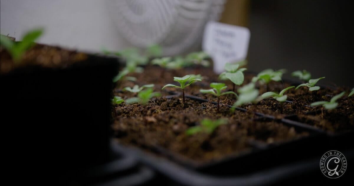 What to Plant and Harvest in July: Low Desert of Arizona