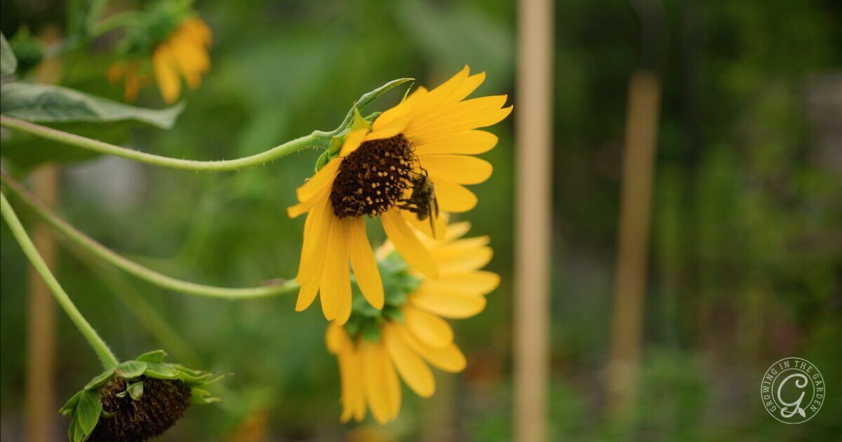 Arizona gardening in July wouldn&rsquo;t be the same without sunflowers!