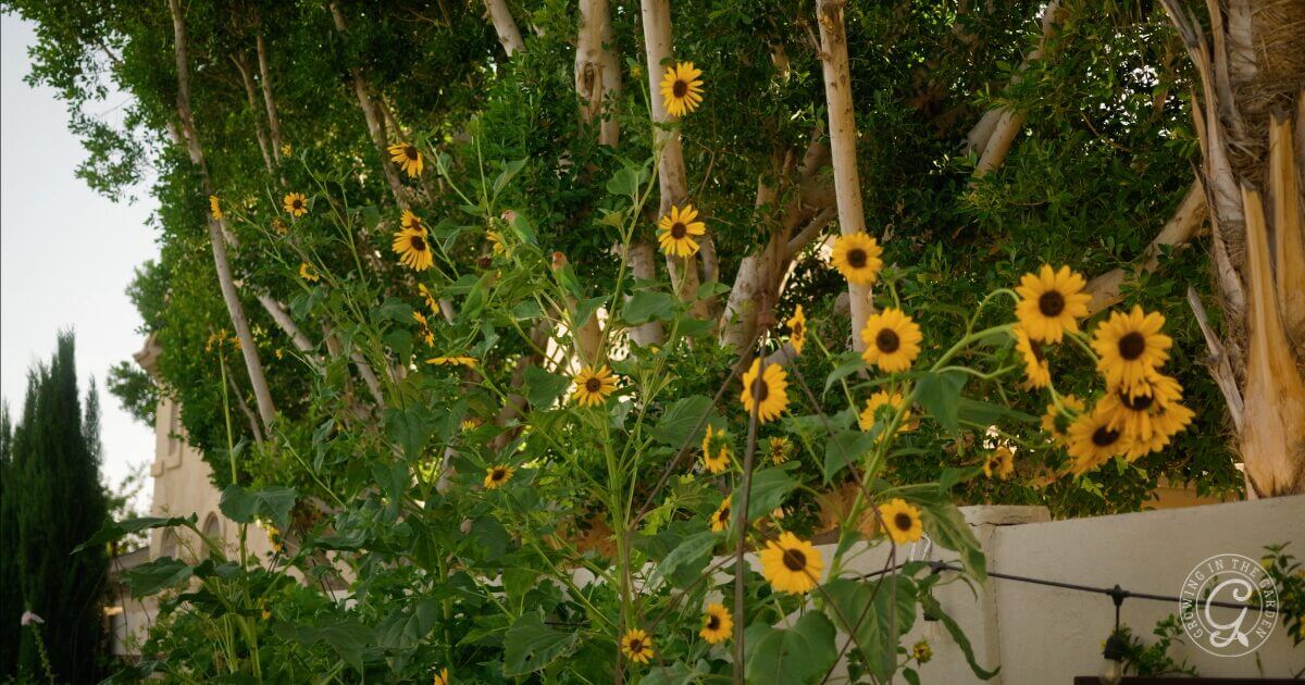 Lovebirds on branching sunflowers in Mesa, Arizona