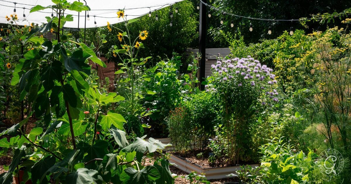 Surviving July: Arizona Gardening in the Low Desert