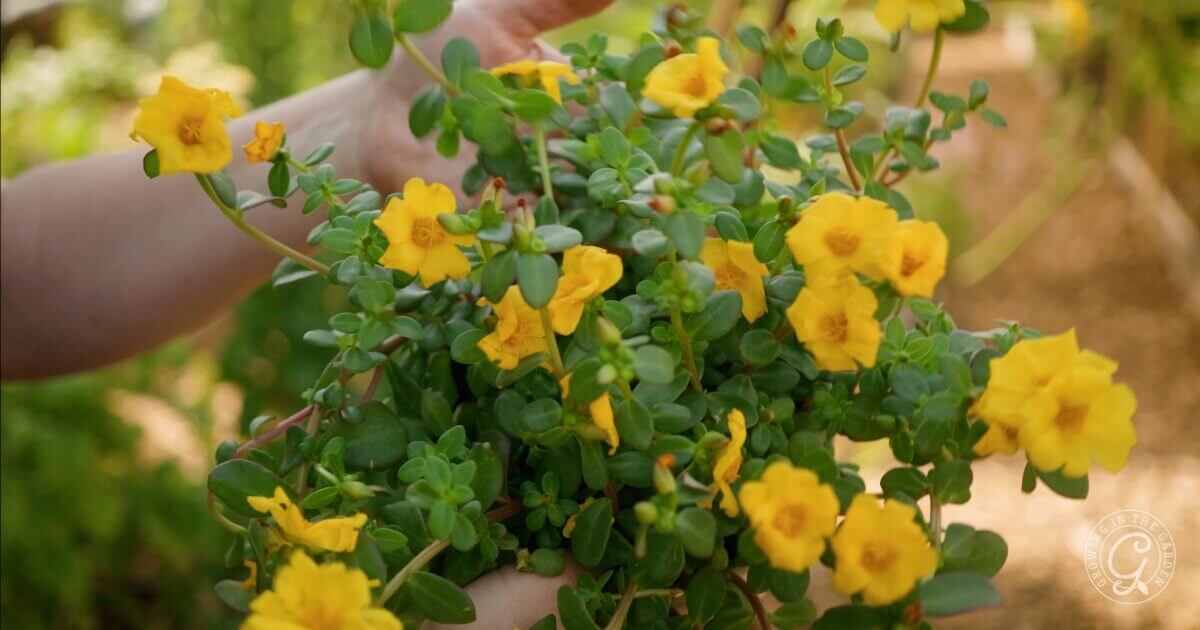 What to Plant and Harvest in July: Low Desert of Arizona