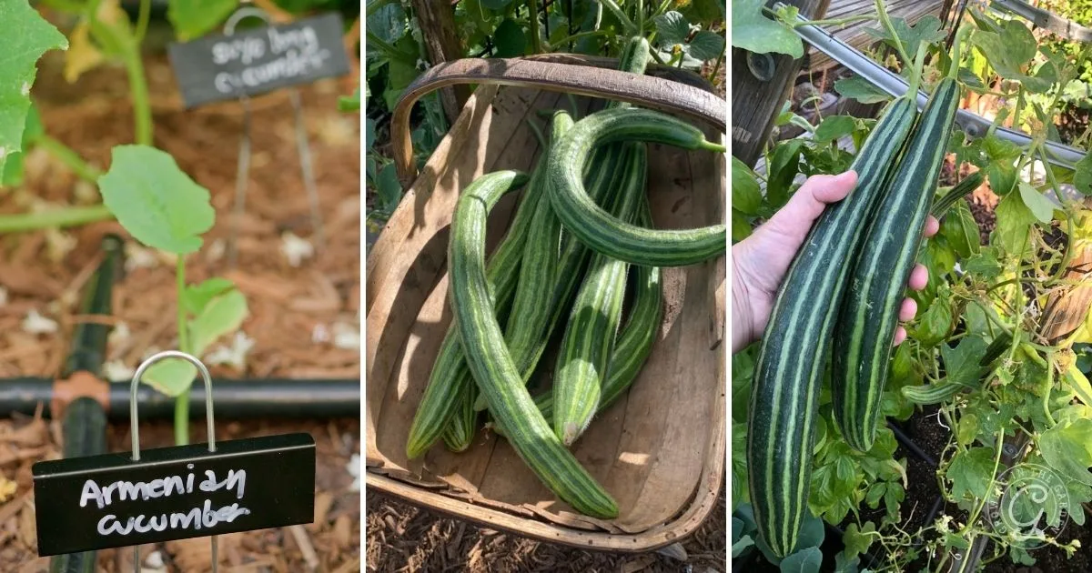 Three images show Armenian cucumbers&mdash;ideal for those learning how to grow cucumbers in hot climates: a plant label, harvested cucumbers in a basket, and one held by a hand.