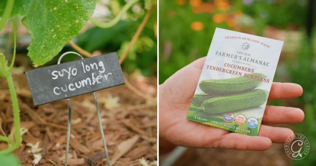 Cucumber plant labeled “suyo long cucumber” and a hand holding a cucumber seed packet—perfect for learning how to grow cucumbers in hot climates.