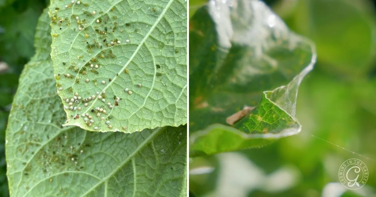 Close-up of green leaves&mdash;an essential part of learning how to grow cucumbers in hot climates&mdash;with small insects on the left leaf and webbing visible on the right leaf.