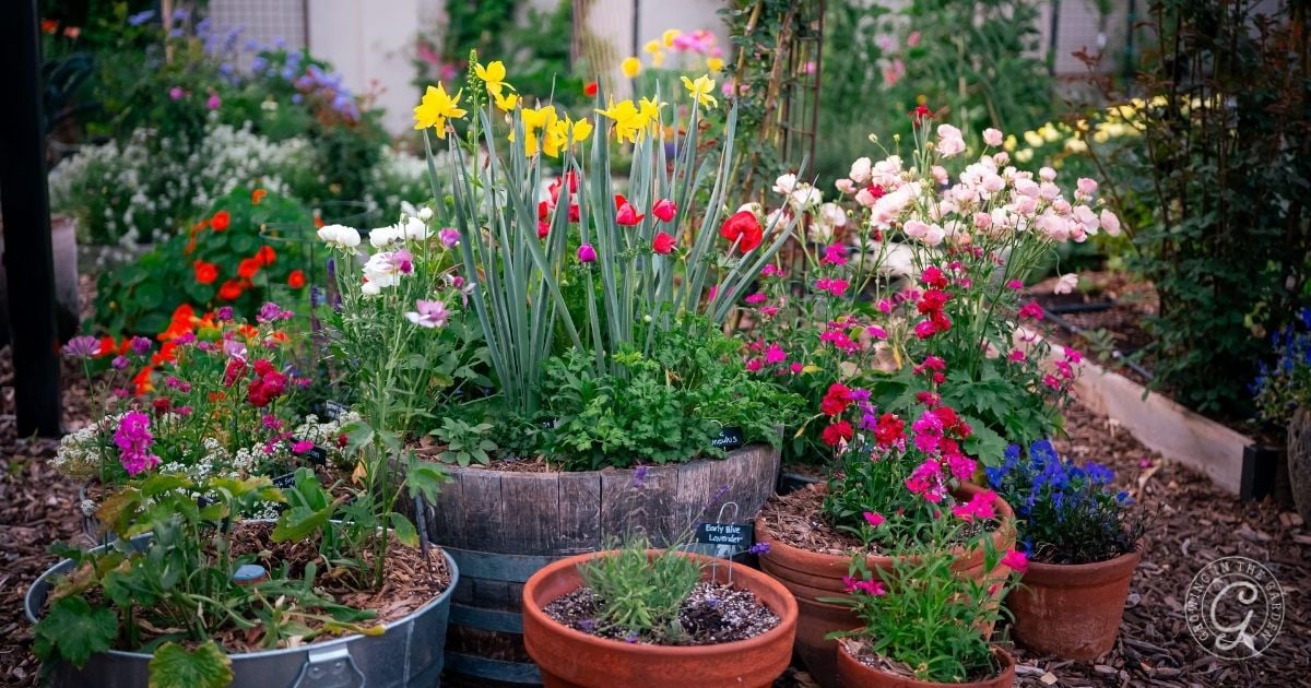 Colorful flowers in various pots and barrels arranged in a lush, vibrant garden setting&mdash;an inspiring scene for learning how to grow your own food.