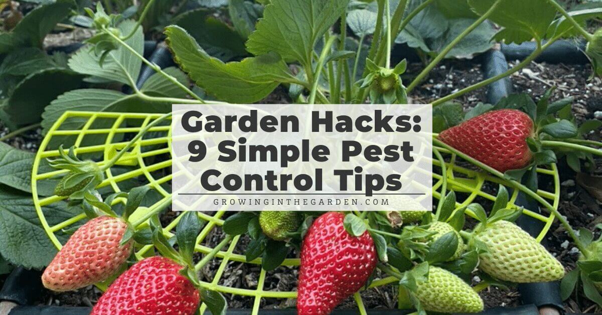 Garden Hacks: 9 Simple Pest Control Tips