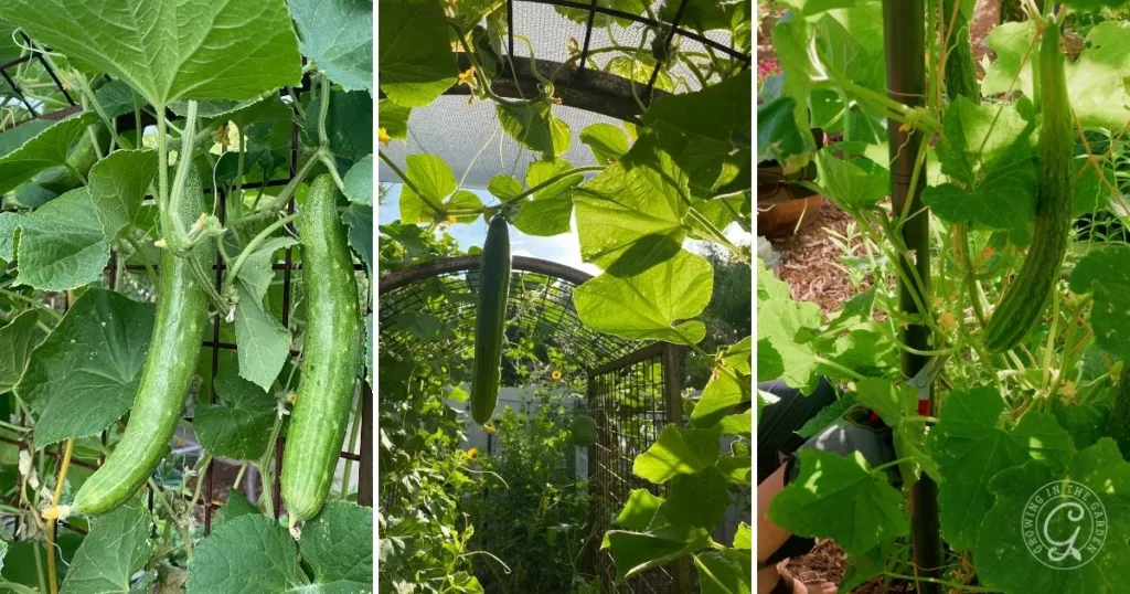 Three images of long, green cucumbers growing on vines with large leaves in a garden setting, perfect for showcasing how to grow cucumbers in hot climates.