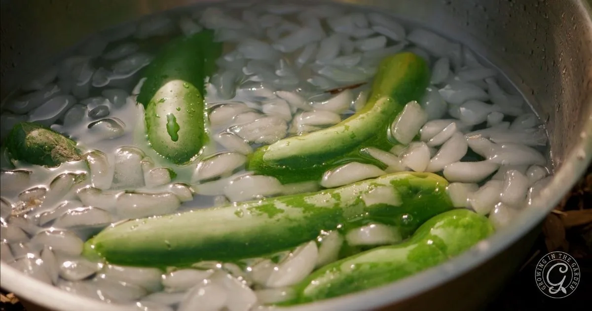 Green cucumbers soaking in a pot of ice water, surrounded by ice cubes&mdash;a refreshing sight for those learning how to grow cucumbers in hot climates.