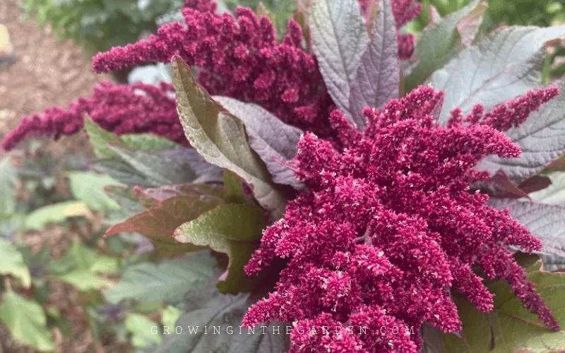 Hopi Red Dye - very red leaves and flowers. It was originally grown as a dye plant by the Southwestern Hopi Nation.