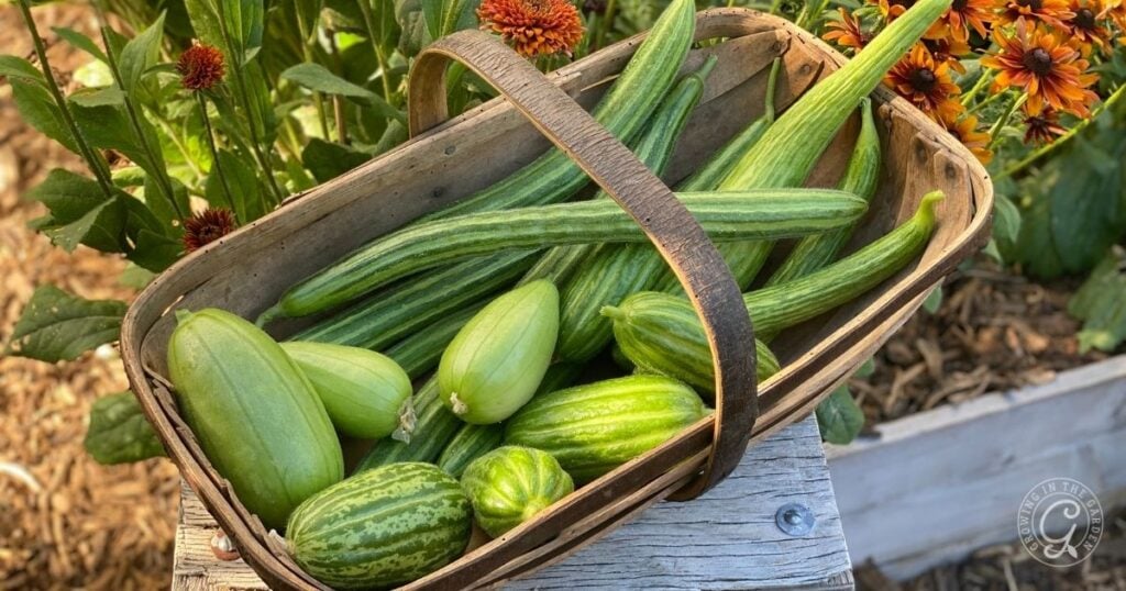 A basket filled with various freshly picked cucumbers, including Armenian varieties, sits on a wooden surface near blooming orange flowers—a perfect scene for learning how to grow Armenian Cucumbers.