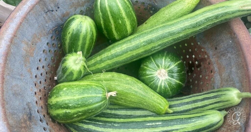 Green striped cucumbers in a metal colander with holes, viewed from above—perfect for anyone curious about how to grow Armenian Cucumbers at home.