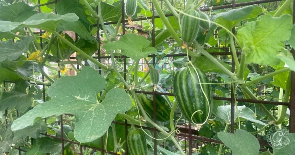 Green striped ivy gourd fruits growing on a vine with lush green leaves and a metal trellis in the background, similar to tips on how to grow Armenian Cucumbers for a thriving garden.
