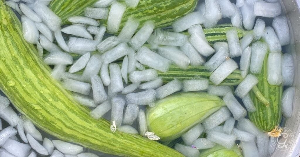 Green striped Armenian cucumbers soaking in a bowl filled with ice cubes and cold water. Discover how to grow Armenian cucumbers for crisp, refreshing results like these.