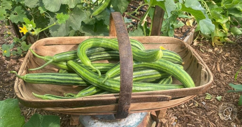 A wooden basket filled with long, striped green Armenian cucumbers sits in a garden among leafy plants, inspiring thoughts on how to grow Armenian Cucumbers yourself.