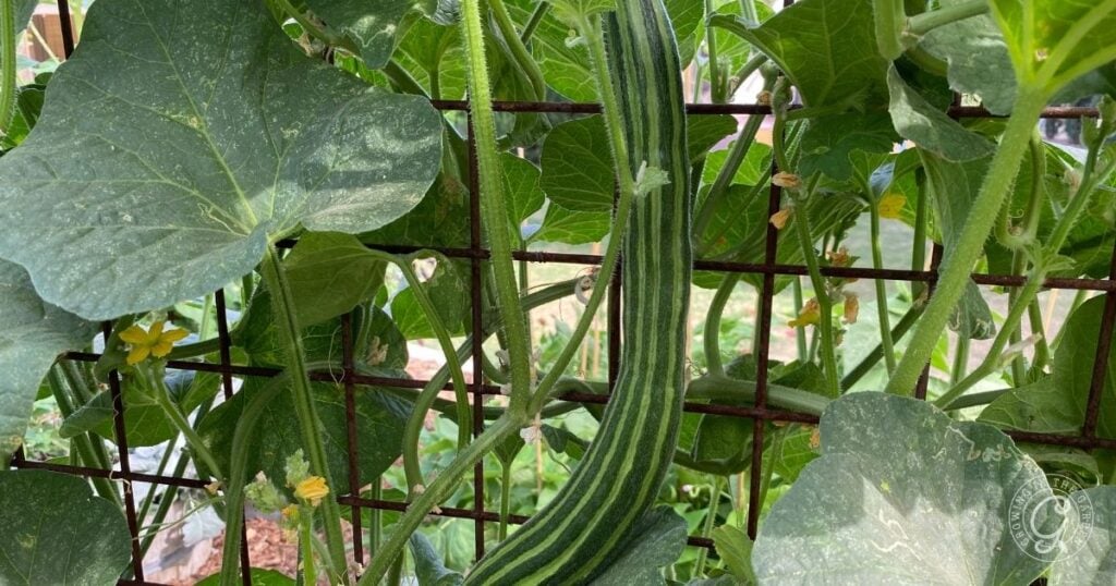 A long, striped Armenian cucumber grows vertically on a metal trellis among green leaves and yellow flowers. Discover how to grow Armenian cucumbers for a bountiful harvest in your own garden.