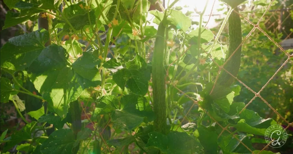 Green cucumbers growing on a vine, surrounded by leafy plants and sunlight shining through a fence—an inspiring scene for anyone learning how to grow cucumbers in hot climates.