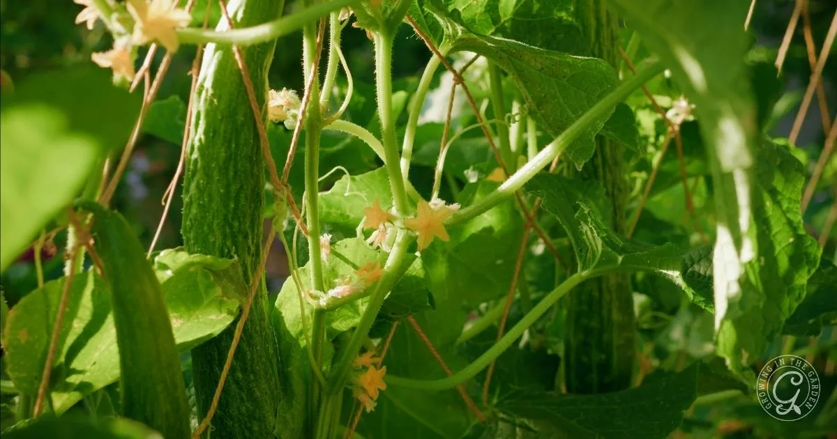 Close-up of cucumber plants with green leaves, yellow flowers, and growing cucumbers in sunlight—an inspiring view for anyone learning how to grow cucumbers in hot climates.