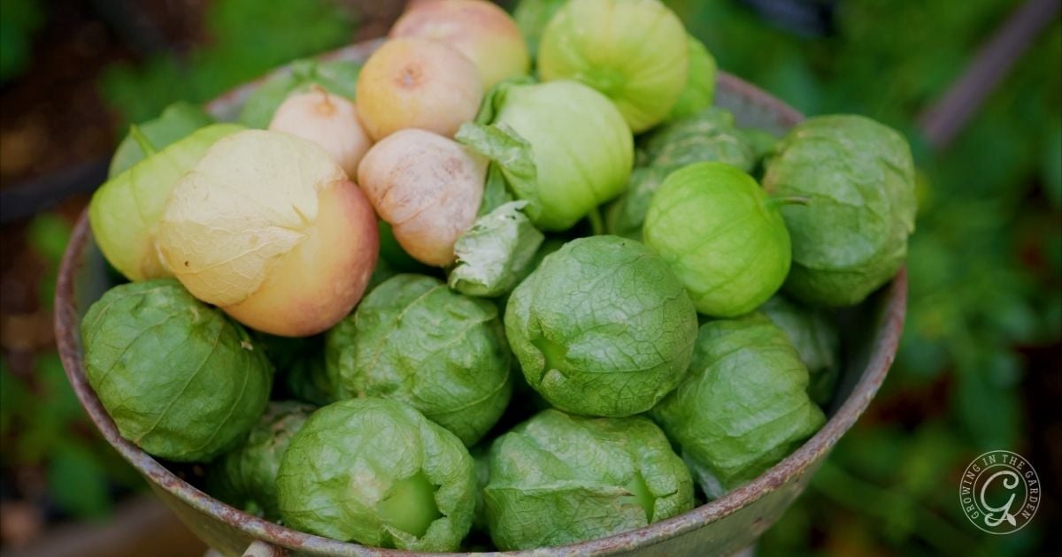 A bowl filled with fresh green and partially husked tomatillos, set against a blurred green background, hints at the vibrant harvest you can expect when you learn how to grow tomatillos yourself.