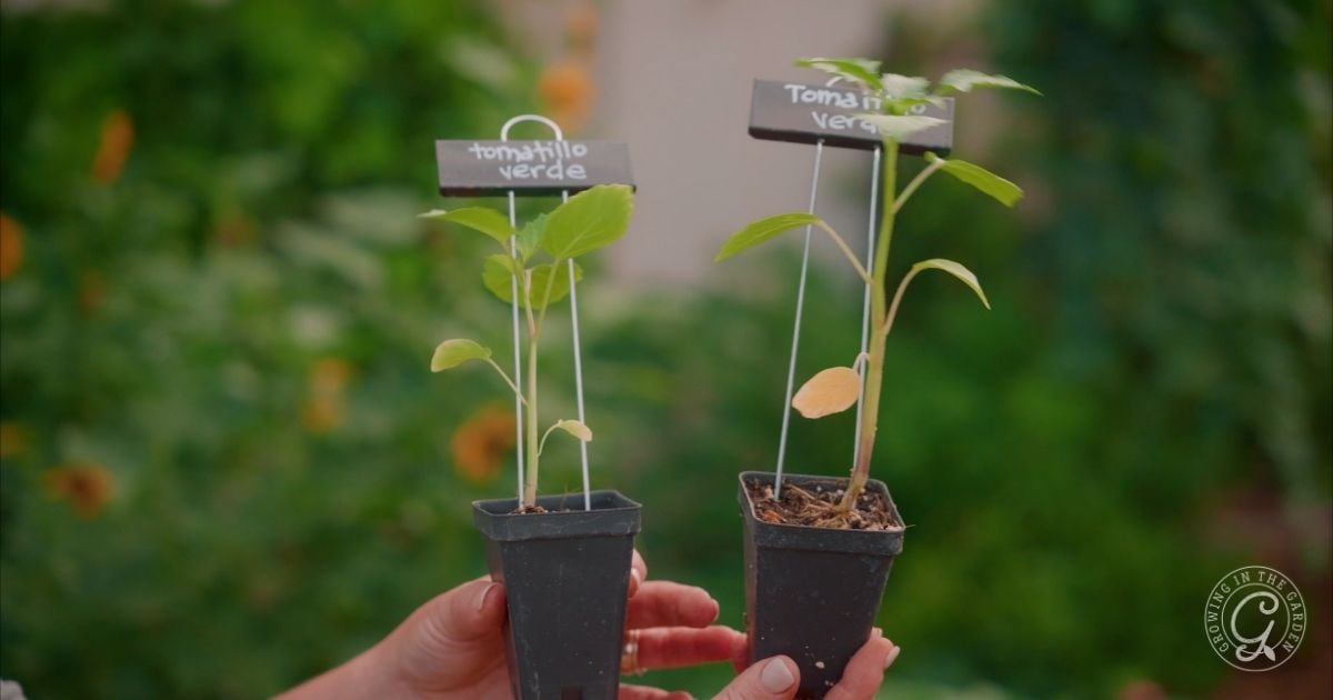 Two small potted tomatillo verde plants are held up, each labeled with a sign, against a garden background&mdash;perfect for anyone learning how to grow tomatillos.