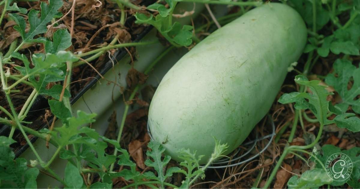 A large, light green winter melon lies on the ground surrounded by leafy vines and some dried brown leaves. Unlike watermelons, which you can learn about in How to grow watermelon guides, this melon is elongated with a smooth surface.