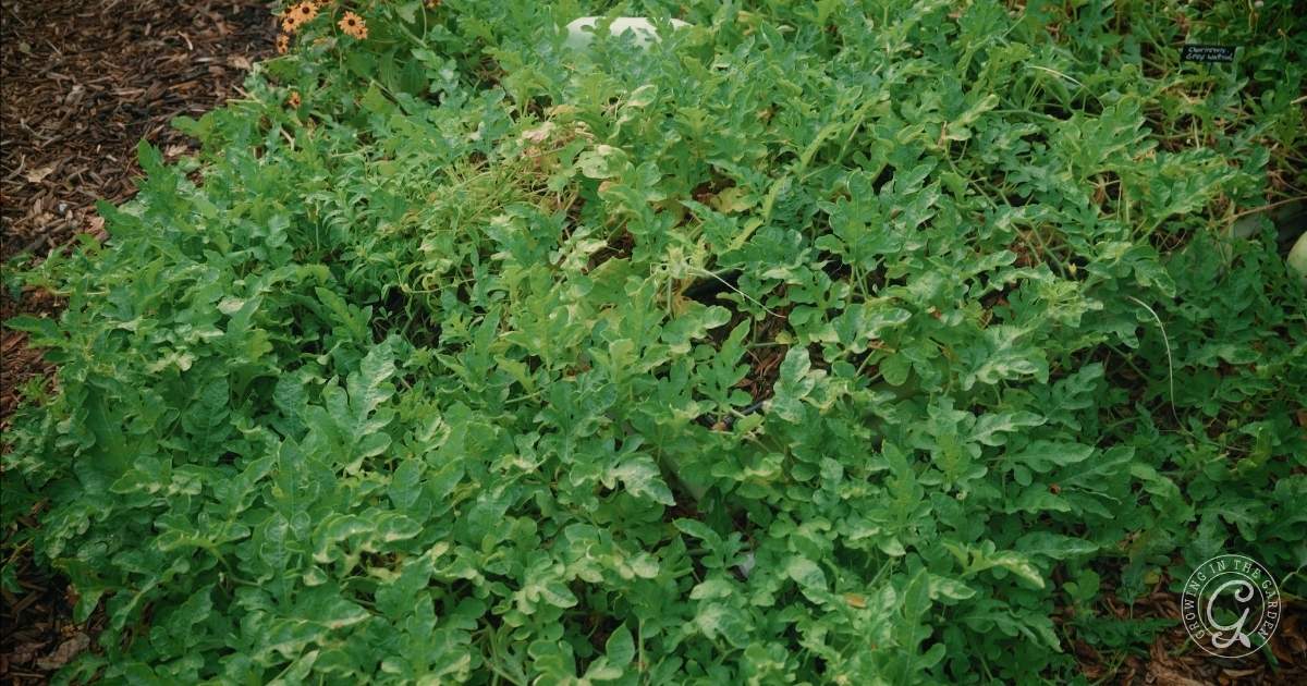 A dense patch of watermelon vines with broad, lobed green leaves spreading across a garden bed covered in soil and mulch.