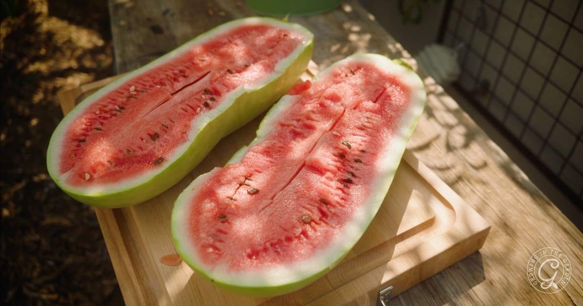 Two halves of a large, ripe watermelon with light red flesh and scattered seeds sit on a wooden cutting board outdoors in sunlight.