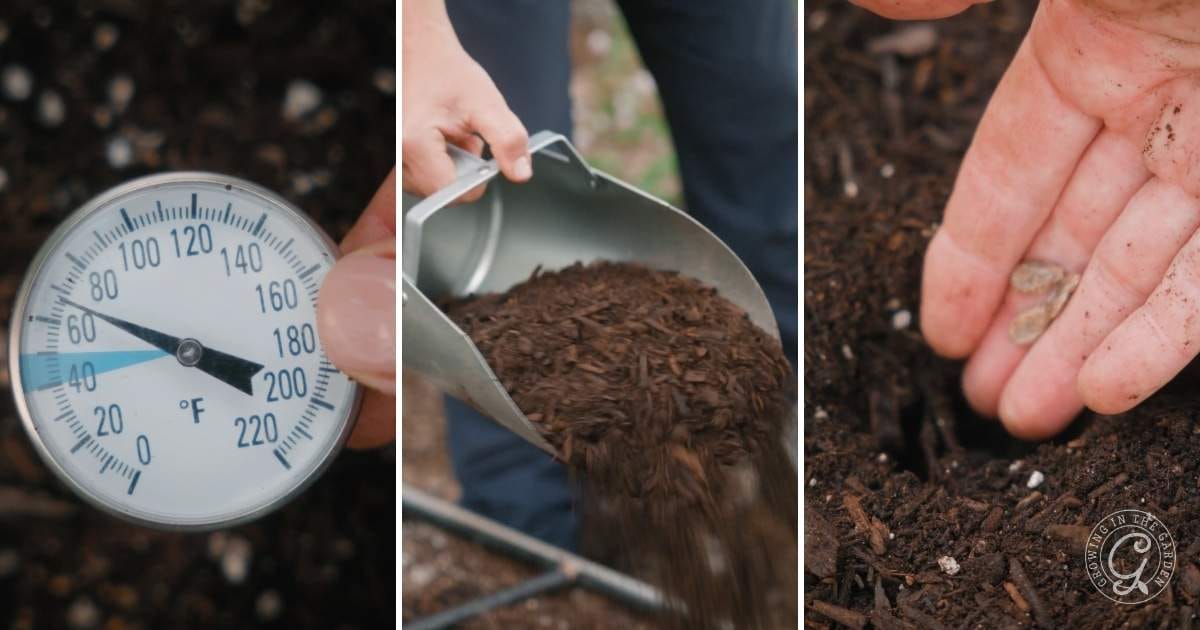 How to Grow Watermelon_ 7 Tips for a Sweet Harvest