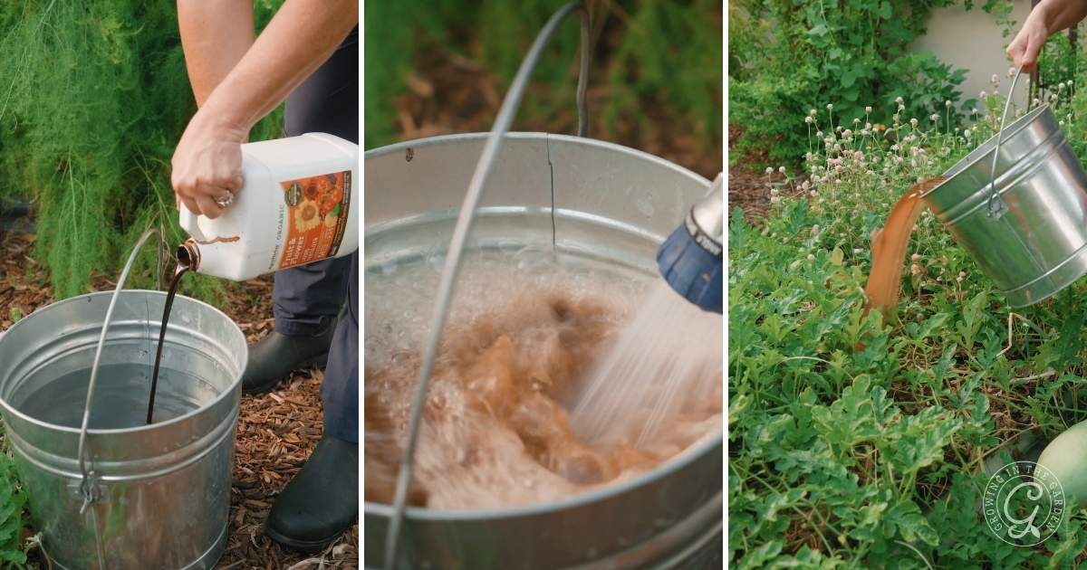 How to Grow Watermelon_ 7 Tips for a Sweet Harvest