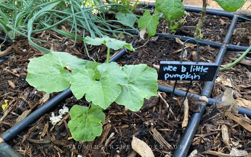 Plant winter squash in rich, well-draining soil amended with plenty of compost. Work plenty of compost into the soil. When plants begin to blossom and set fruit, feed with a liquid organic fertilizer or organic granular fertilizer. Feed plants about once a month during the growing season. 