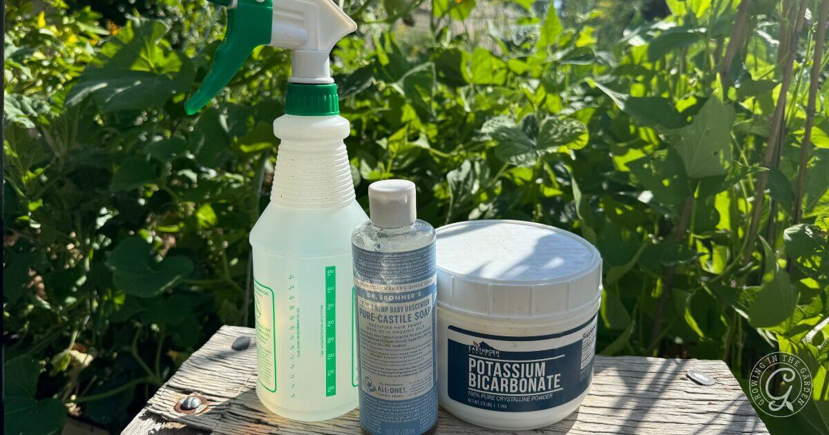 How to Prevent and Treat Powdery Mildew in Your Garden