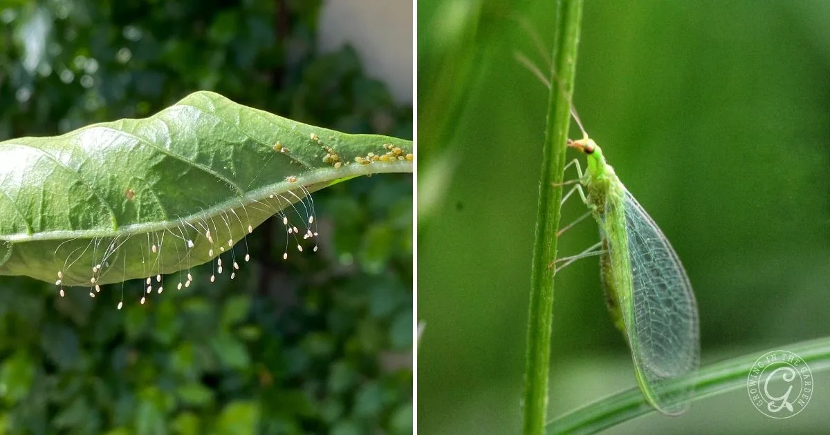 Left: Green leaf with tiny eggs on stalks&mdash;an example of natural pest control methods. Right: Green lacewing insect on a plant stem, helping Prevent Garden Pests Organically.