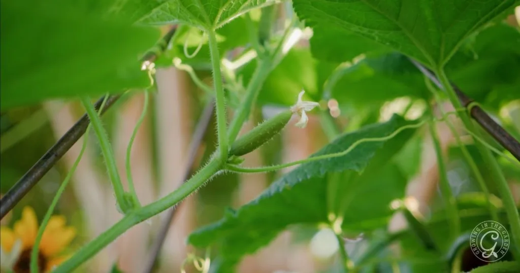 A small cucumber growing on a vine, surrounded by green leaves and sunlight filtering through—a delightful sight when learning how to grow cucumbers in hot climates.