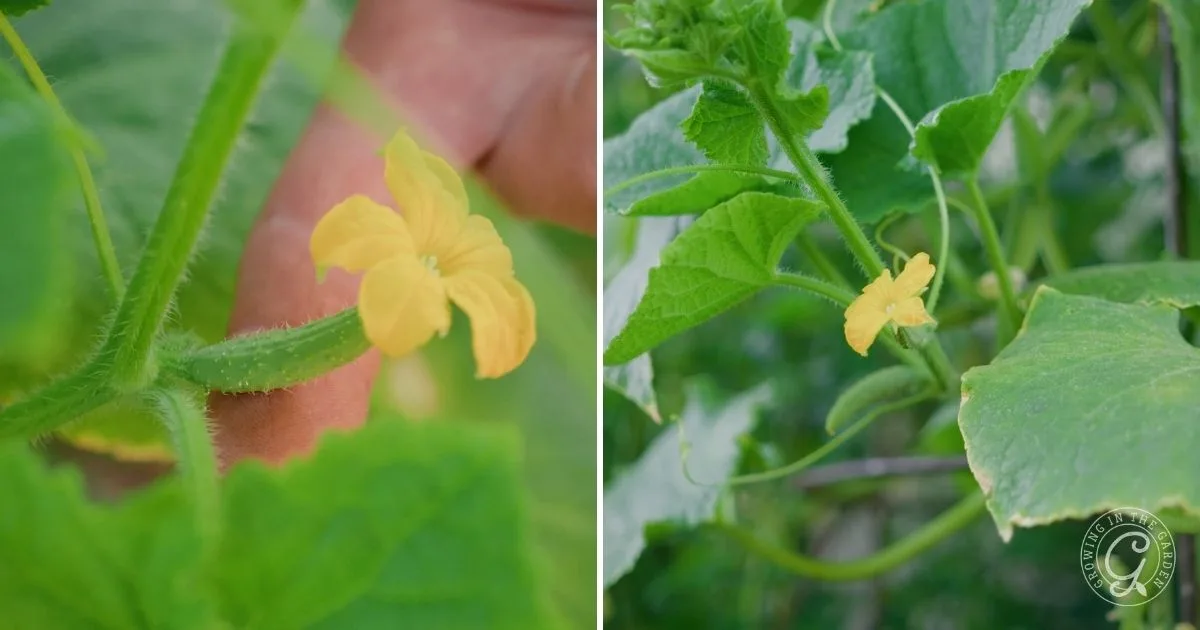Close-up of yellow cucumber flowers on green vines and leaves, with a hand visible in the left image&mdash;an inspiring snapshot for anyone learning how to grow cucumbers in hot climates.