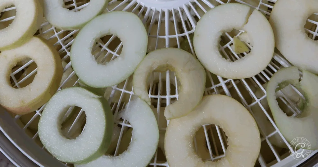 Sliced Anna apple rings arranged on a white dehydrator tray, ready for drying&mdash;perfect for those seeking the best recipes for Anna apples.