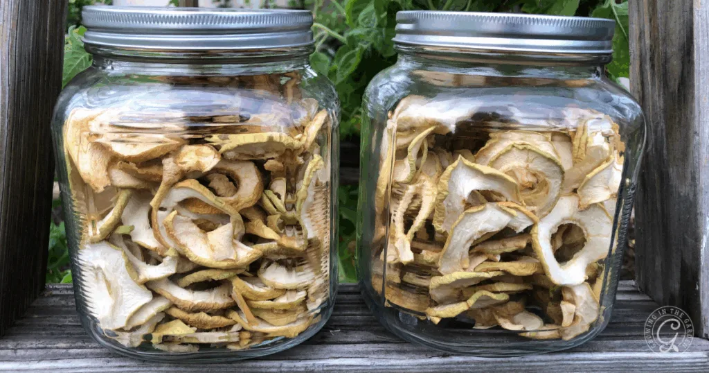 Two glass jars filled with dried apple slices, made from the best recipes for Anna apples, sit on a wooden surface outdoors.