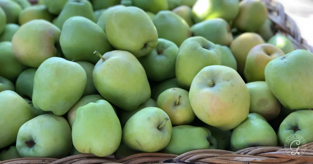 A basket filled with green apples, some with a slight yellow blush&mdash;perfect for discovering the best recipes for Anna apples.