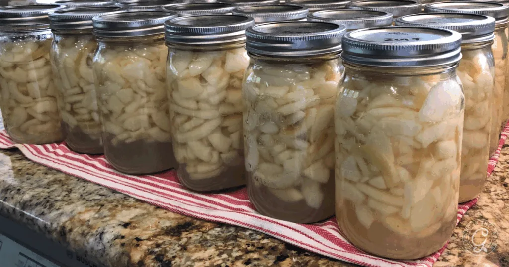 Several jars filled with sliced Anna apples in syrup, inspired by the best recipes for Anna apples, are lined up on a striped towel on a kitchen counter.