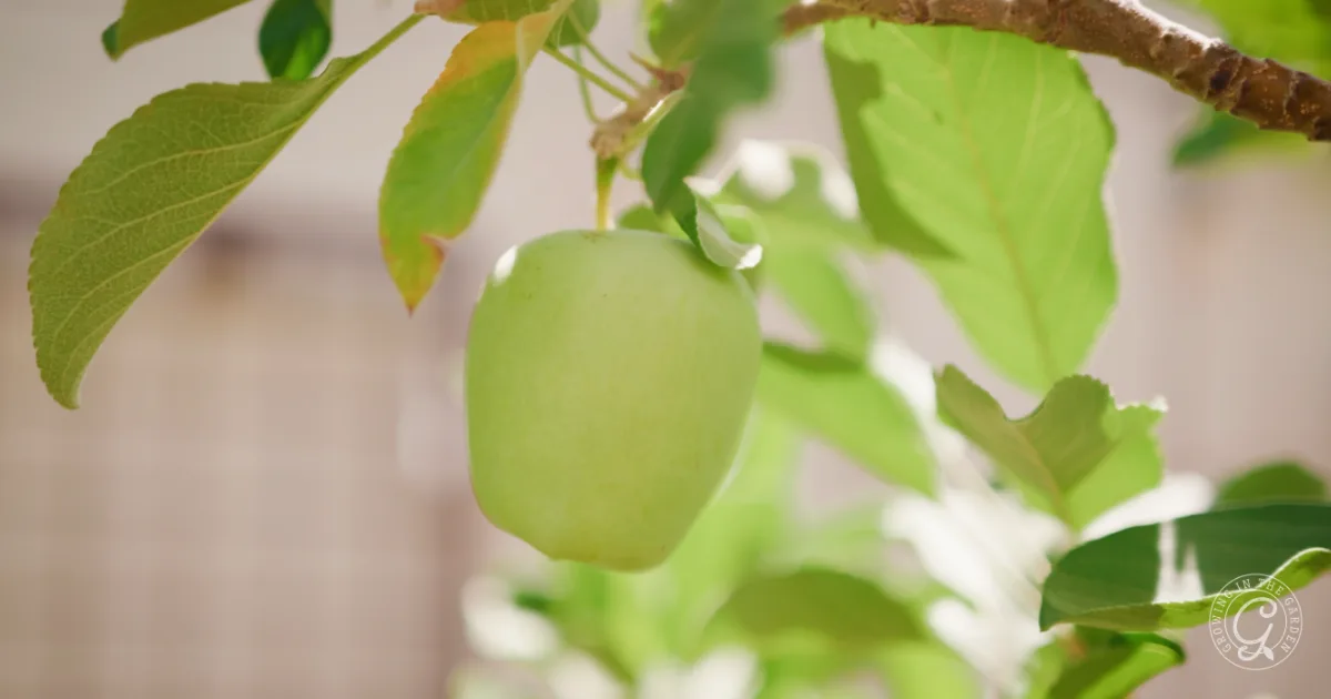 A single green apple, perfect for the best recipes for Anna apples, hangs from a tree branch with green leaves in sunlight.