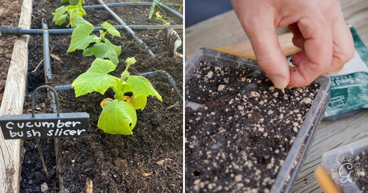 Left: Cucumber seedlings in soil; right: hand planting seeds in a seed tray&mdash;learn How to Grow Cucumbers in Hot Climates for a thriving harvest.