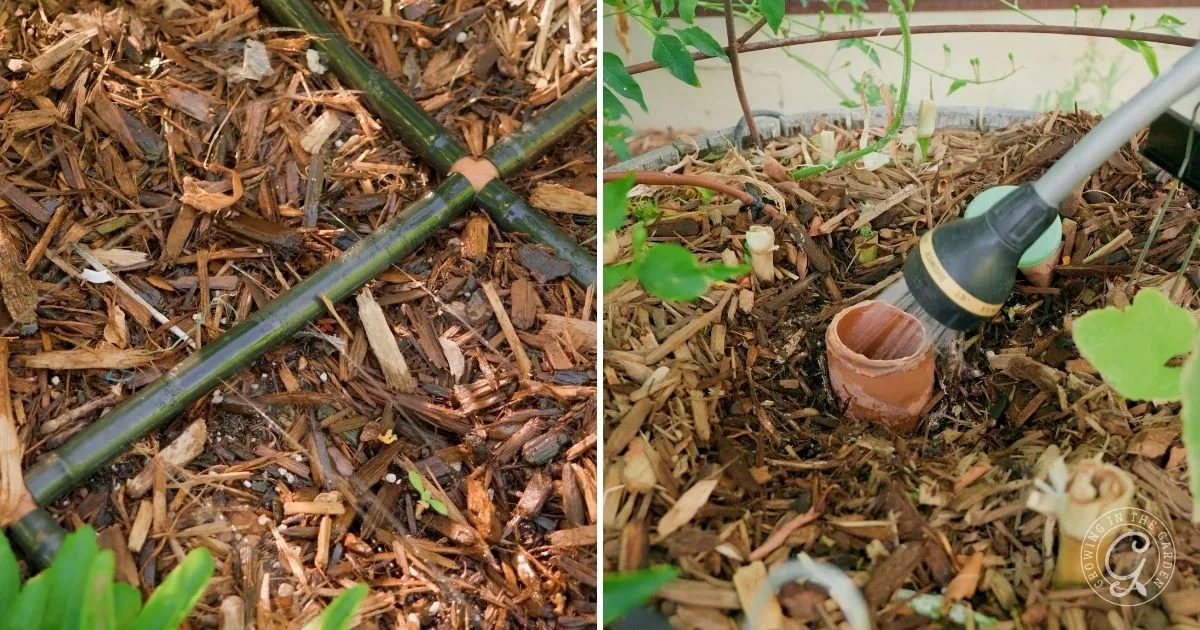 Left: Drip irrigation on mulch&mdash;a smart tip for How to Grow Cucumbers in Hot Climates. Right: Watering mulch near a clay pot with a hose nozzle.