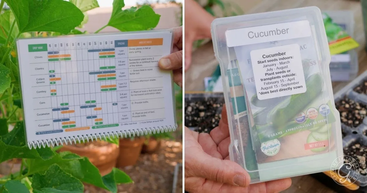 A person holds a planting calendar and a box labeled &ldquo;Cucumber&rdquo; near green plants and gardening materials, planning how to grow cucumbers in hot climates.