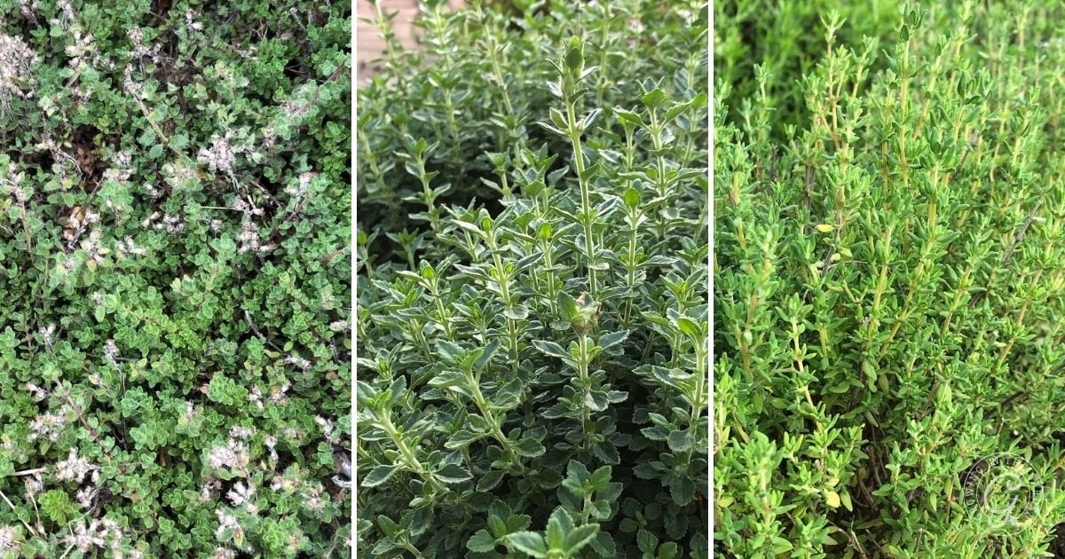 Three types of thyme plants side by side: on the left, small-leaved thyme with pale flowers; in the center, a bushy thyme with broad, glossy green leaves—a perfect start if you’re learning how to grow thyme in Arizona; on the right, dense fine green foliage.