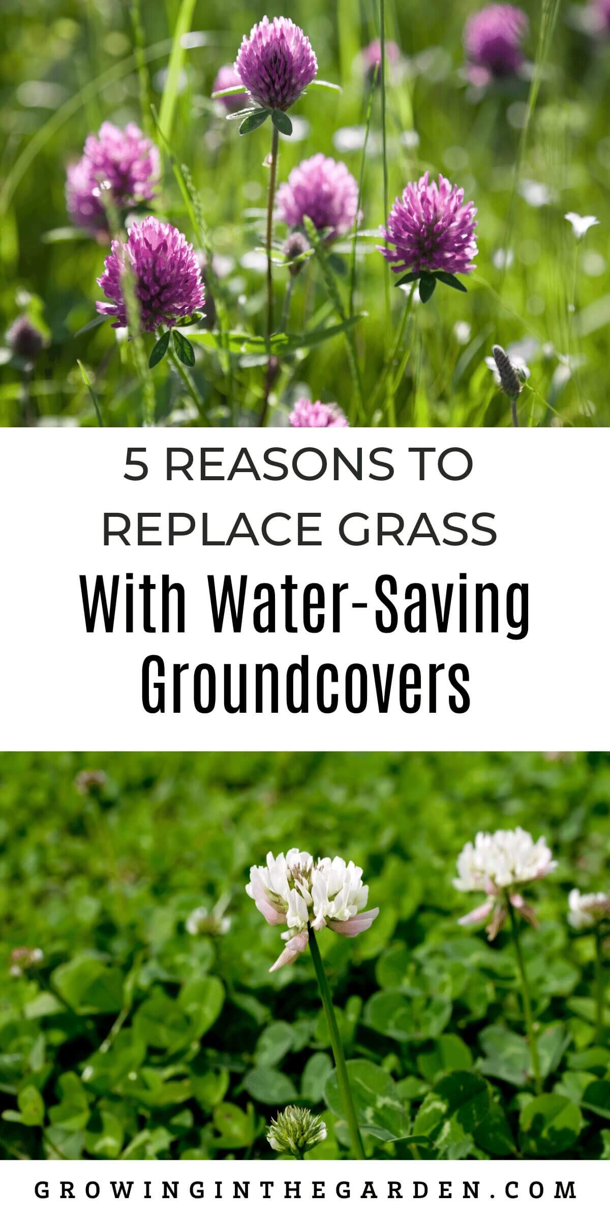 Purple and white clover flowers grow among green leaves. Text reads: 5 Reasons to Replace Grass with Low-Water-Use Groundcovers. Website: growinginthegarden.com. Discover the benefits of groundcovers over traditional grass for water-wise gardens.