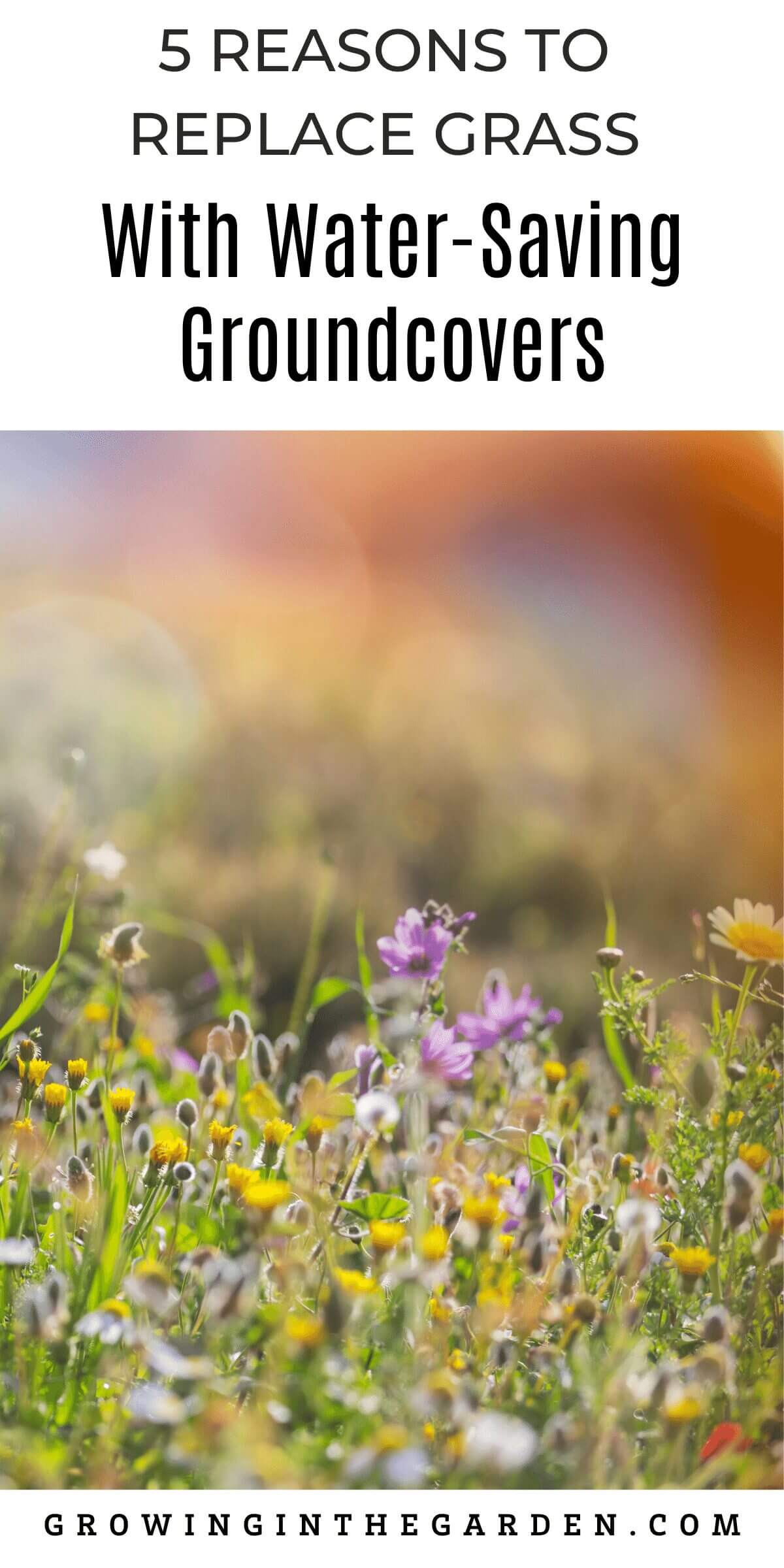 5 Reasons to Replace Grass With Water-Saving Groundcovers