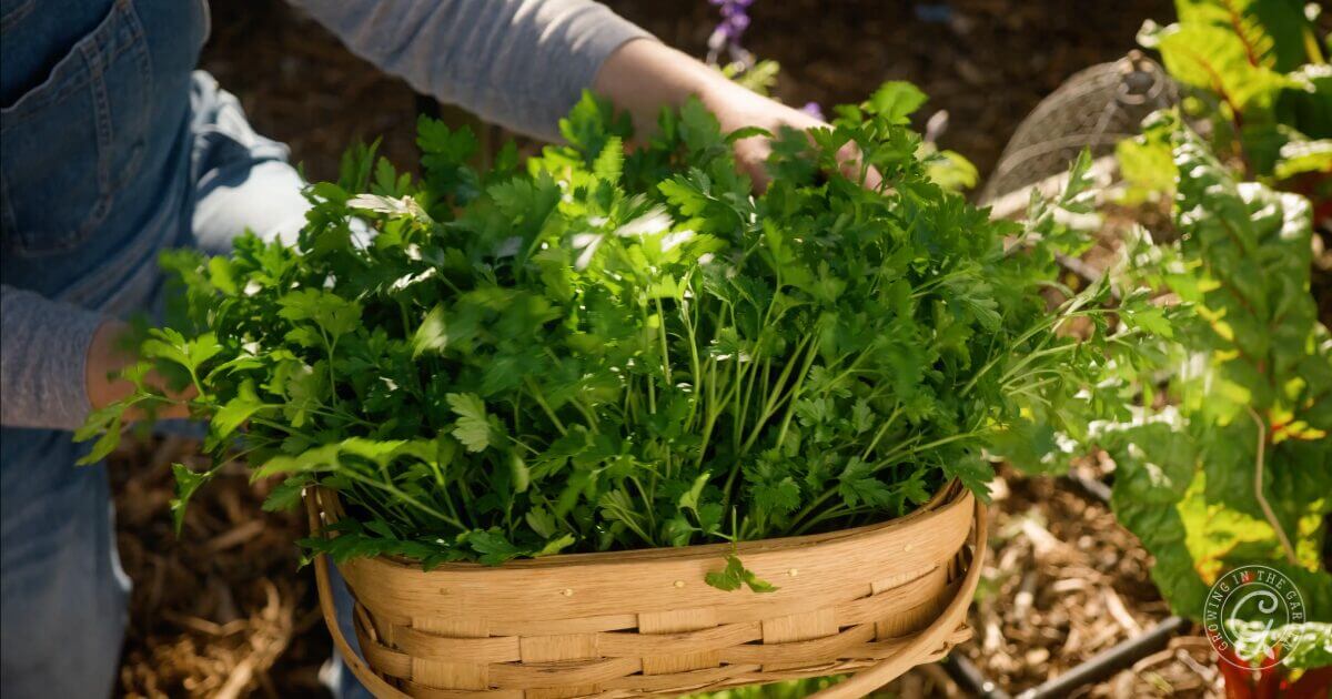How to Grow Parsley