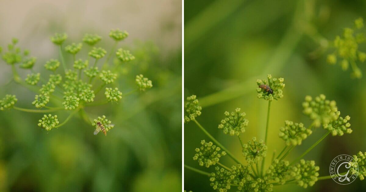 How to Grow Parsley